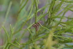 Diasemia grammalis