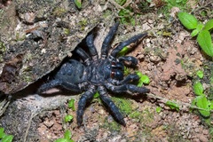 Liphistius malayanus