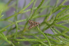 Diasemia grammalis