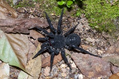 Liphistius malayanus