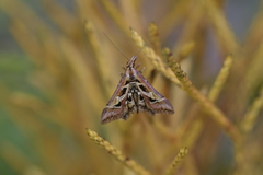 Diasemia grammalis