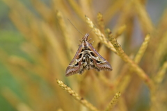 Diasemia grammalis