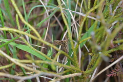 Diasemia grammalis