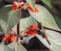 Phaethornis longuemareus