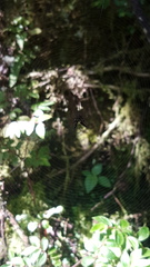 Micrathena raimondi