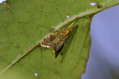 Glaucocharis leucoxantha