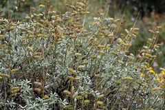 Lupinus albifrons collinus