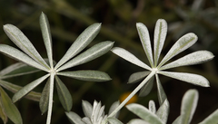 Lupinus albifrons collinus