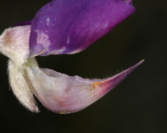 Lupinus albifrons collinus