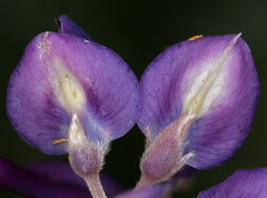 Lupinus albifrons collinus