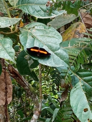 Catonephele acontius acontius