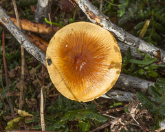 Cystoderma carcharias fallax