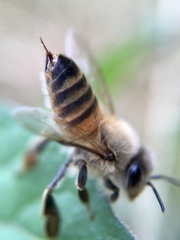 Apis mellifera