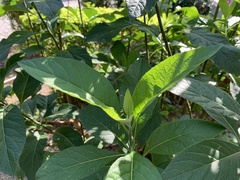 Gymnanthemum amygdalinum