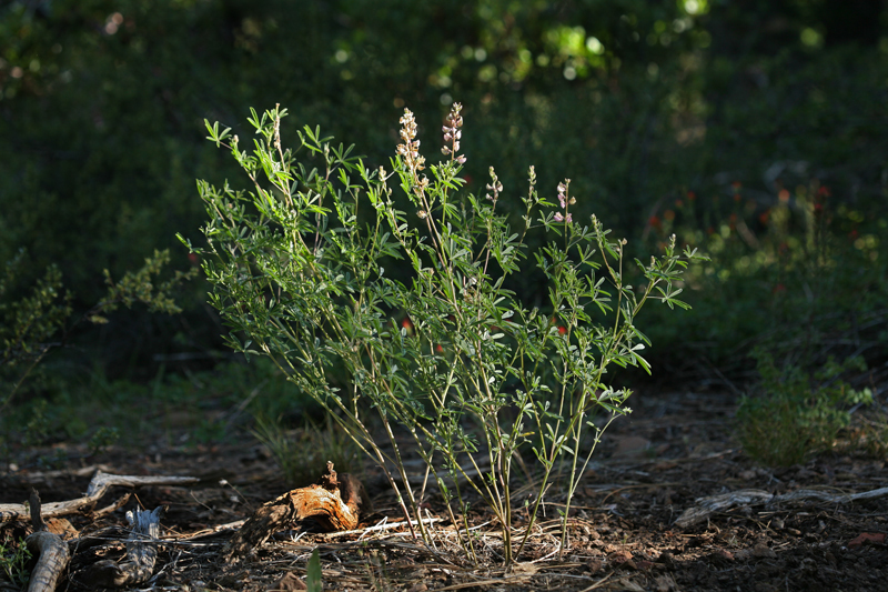 Lupinus andersonii