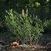 Lupinus andersonii - Photo (c) Steve Matson, algunos derechos reservados (CC BY), subido por Steve Matson