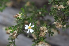 Olearia muelleri
