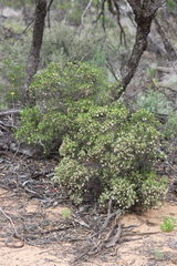 Olearia muelleri