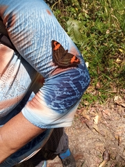 Adelpha mesentina