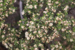 Olearia muelleri