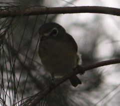 Vireo solitarius