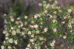 Olearia muelleri