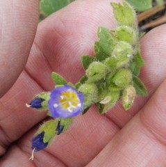 Polemonium californicum