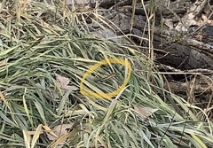 Thamnophis sirtalis