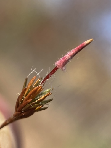 bristly haircap moss