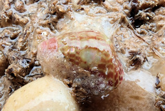 Prothalotia pulcherrima