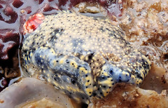 Hypselodoris saintvincentius