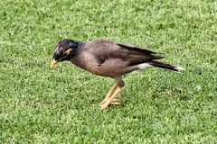 Acridotheres tristis