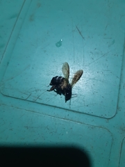 Apis dorsata breviligula