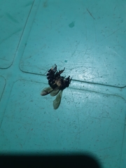 Apis dorsata breviligula