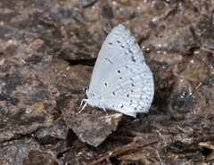 Celastrina echo