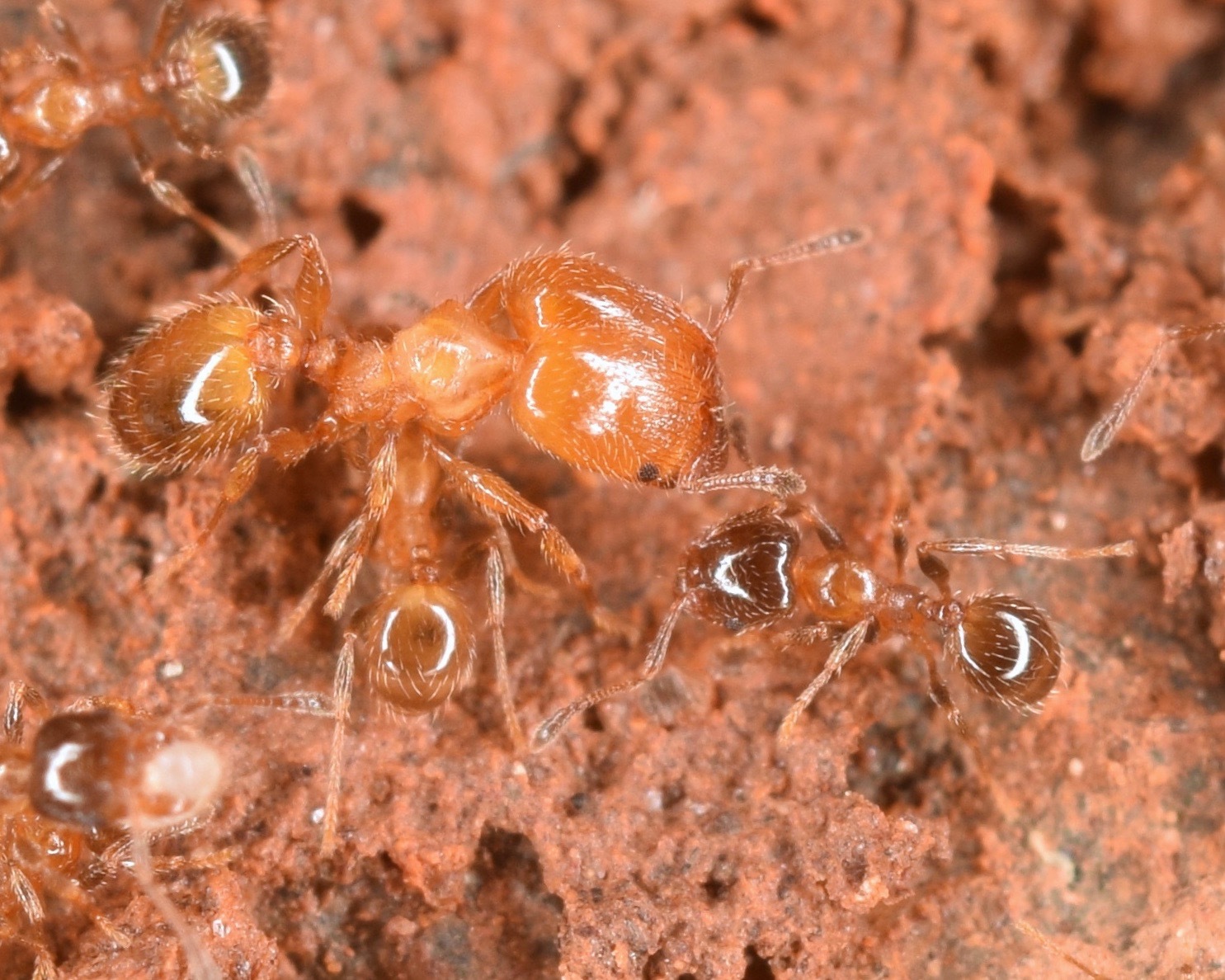 Pheidole bicarinata