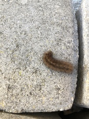 Phragmatobia fuliginosa