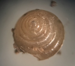Euconulus fulvus