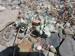 Physaria arctica