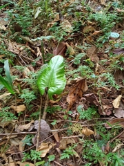 Philodendron ernestii