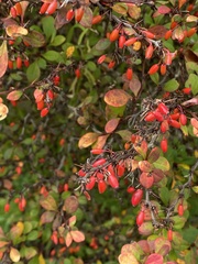 Berberis thunbergii