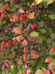 Berberis thunbergii