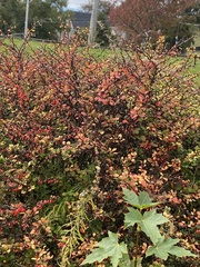 Berberis thunbergii
