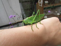 Tettigonia viridissima