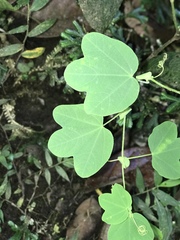 Passiflora resticulata