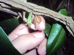 Aristolochia bahiensis