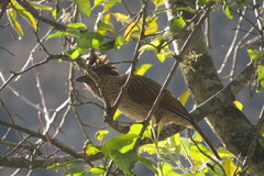 Grammatoptila striata