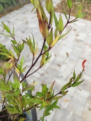 Anisacanthus