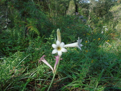 Polianthes sessiliflora