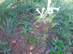 Polianthes sessiliflora